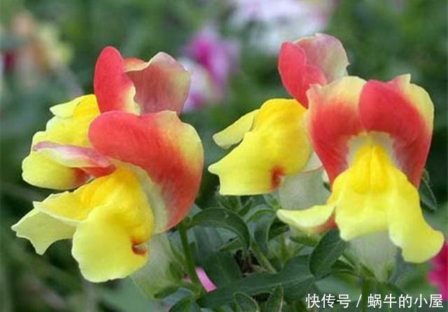  「鼠尾草」看这些花的名字，以为是野草，没想到开花后，有的优雅有的可爱