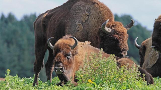 这个国家被称为“欧洲之肺”！如今已经对中国免签