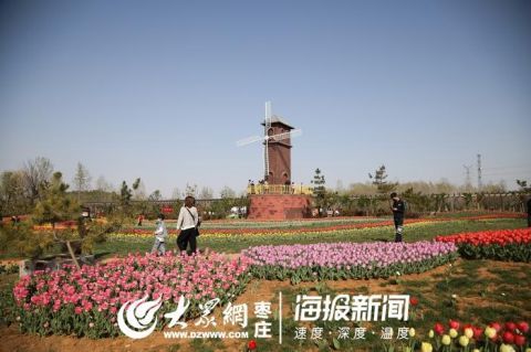  「郁金香」45秒|美到舍不得眨眼！枣庄的郁金香开了