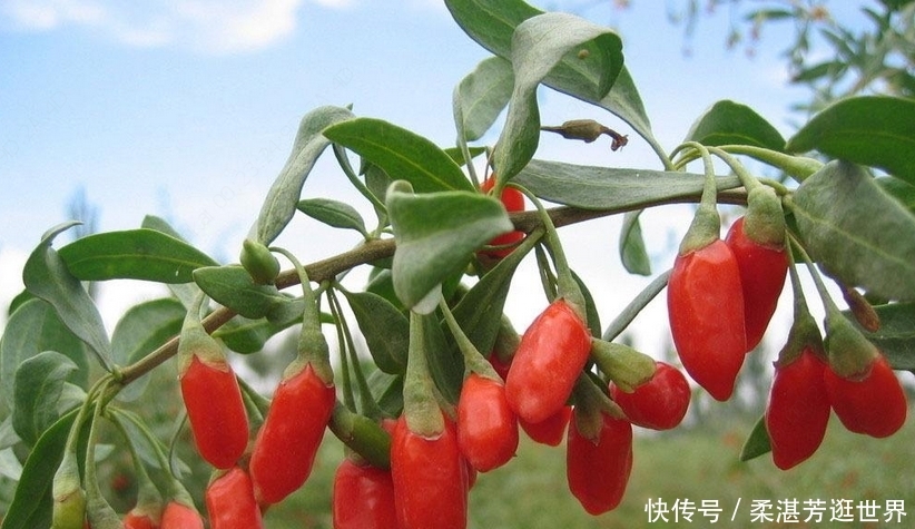  【作物】农村一种作物，可作盆景也可食用，现在每亩纯利润上万
