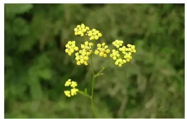 “升阳”到底是什么？从三味中药解读“升阳”玄机