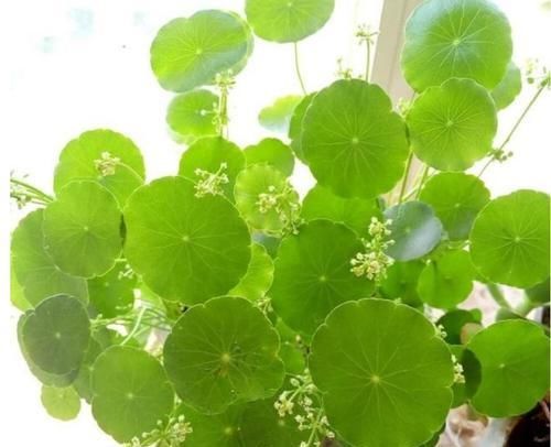 水里:铜钱草盆栽长虫了,水里塞点它,一周就能变回来!