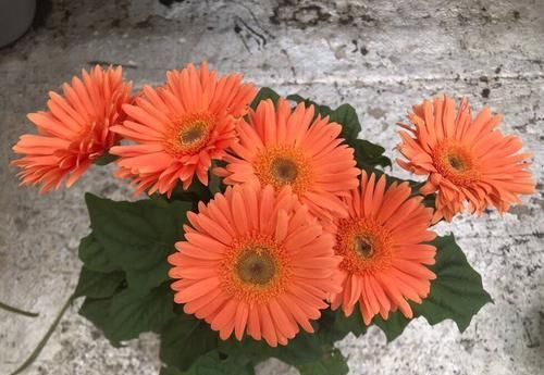  「黄香梨」喜欢菊花，就养盆“菊中珍品”黄香梨，花开金光灿灿，繁花似锦