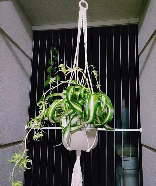 『湿润的半阴』植物也爱“烫发”，推荐五种叶子卷曲的植物，家里养一盆，新颖别