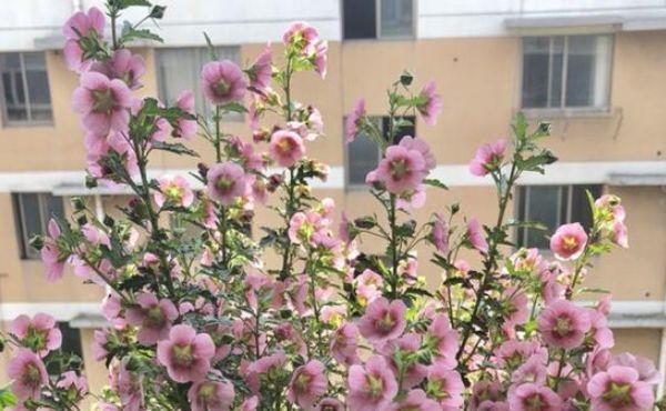 #漂亮#3种花适合新手和懒人,开花爆盆超漂亮,不用管,阳台开成小花园