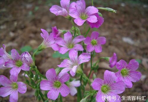  『绿萝』农村常见的3种野草，当盆栽养不输给绿萝，花市买不到