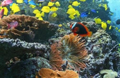 这是世界上最大的水族馆?里面养着鲸鲨,安检比机场严格