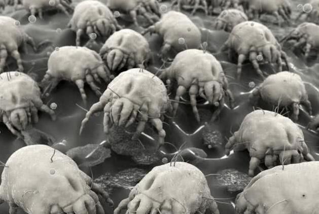 鼻子总是有“白色颗粒”冒出头?可能是螨虫在作怪哦