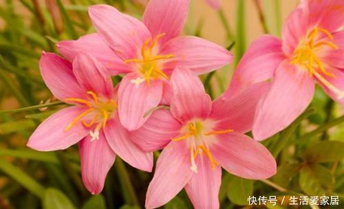 『红色达芬奇』喜欢在家中养护花卉,就养护欣赏价值较高的3种花卉,花期长,美
