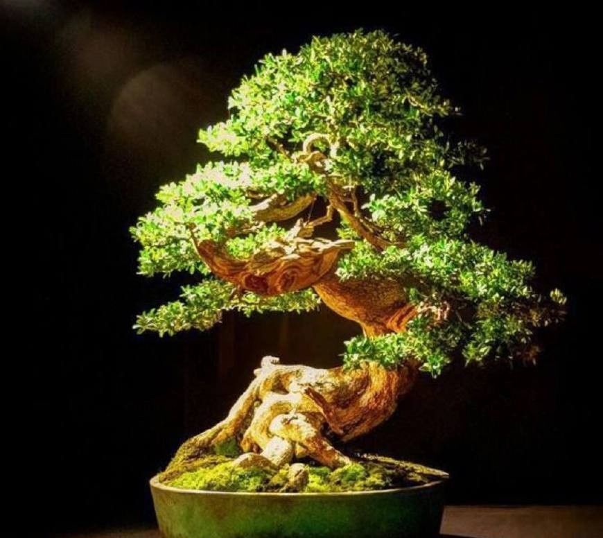 盆景欣赏:精品盆景稀少难得，怡情养性得真知，怀抱一盆胜山珍