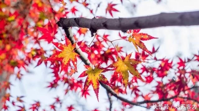 中国金秋10大最美红叶林，火红撩人，每一处都令人惊艳