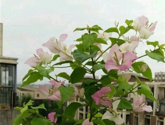  「三角梅」教你扦插三角梅的方法，简单有效，秒变大户