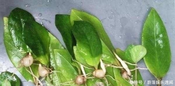  花钱买：这5种花草，别花钱买，掐一片叶子插土里，一个月长满盆，贼省钱