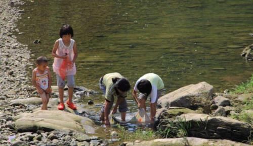 曾经被农民拿去喂鸭，如今已成“奢侈”野味，农村也很少见了！