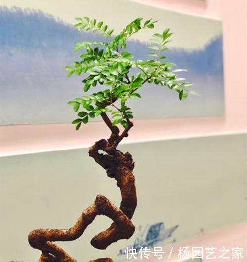 『幽香』清香木花如其名,叶子散发淡淡幽香,养成盆景价值更高