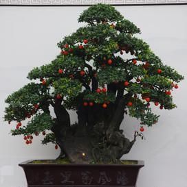  家中■2种“花”摆家中，能“镇宅”，能“旺财”，比发财树强多