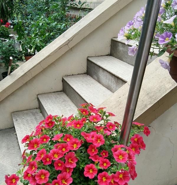  入手：新手养花选这种，花色绚丽多彩，三季开花，好养易活，很值得入手
