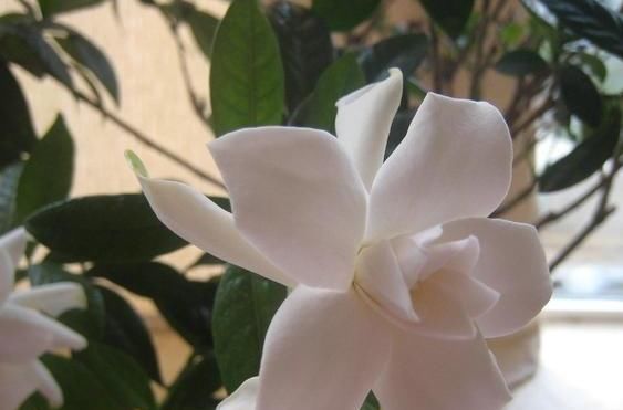  冒满■栀子花黄叶别着急，用了这种方法，轻松解决，叶子油绿，冒满花