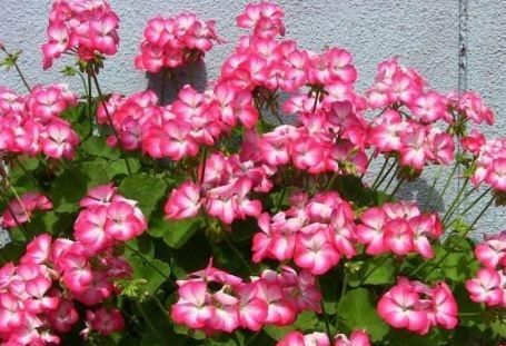 『花芽』养好天竺葵，一个小诀窍，花芽“2倍”钻，花朵开成“大彩球”