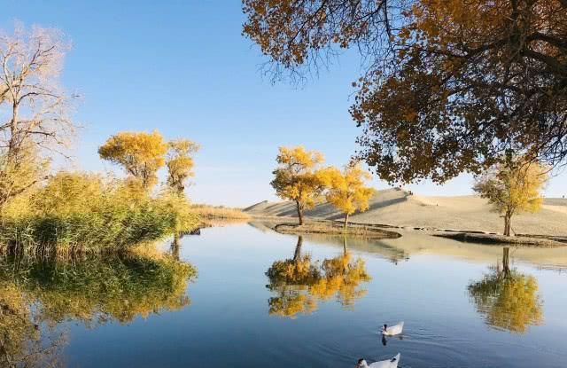 世界胡杨看中国，中国的胡杨看新疆，这里有着世界90％的胡杨林