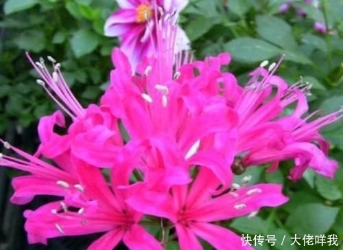  [最简单]到底是彼岸花还是娜丽花？开花爆盆还傻傻分不清，老司机一招区别