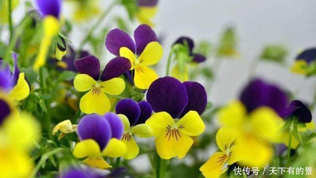 能爆盆|适合新手养的3种花,养护简单不操心,开花容易能爆盆,漂亮极了