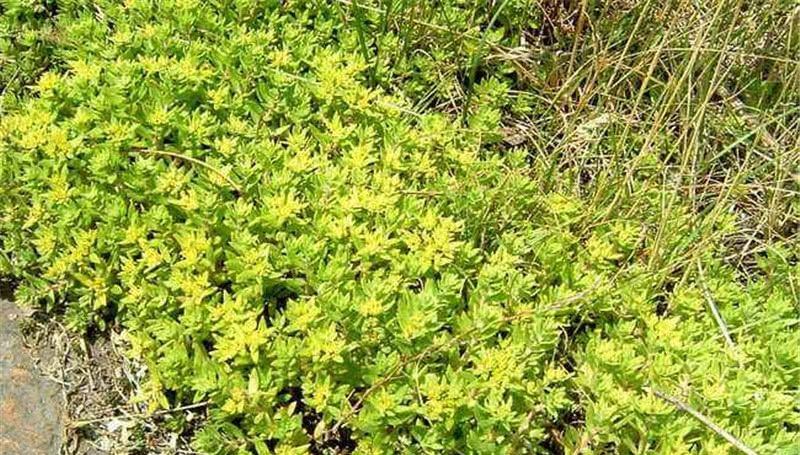  「成网」以前除之不尽，如今被包装成网红，一斤卖60元，农民：