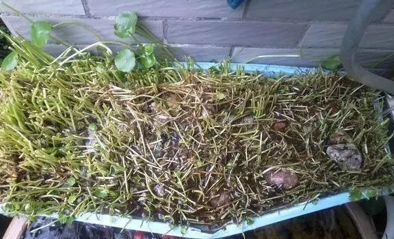  半月：铜钱草“根细叶小”？花农教你3勤诀窍，不出半月，叶片巴掌宽