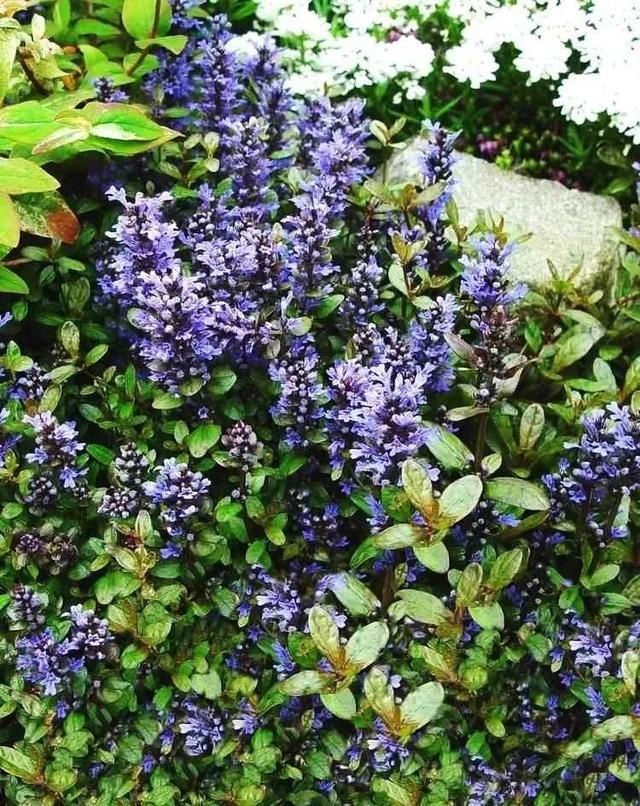  『景观』地被植物配置技巧