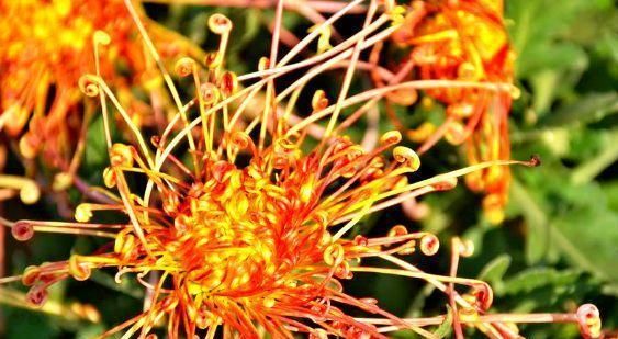  「花朵」喜欢菊花，那就养盆“精品菊花”秋水红霞，花开亭亭玉立，花姿妖艳