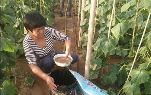 专家：农民居然用粪水浇菜，摘下来可以吃吗？