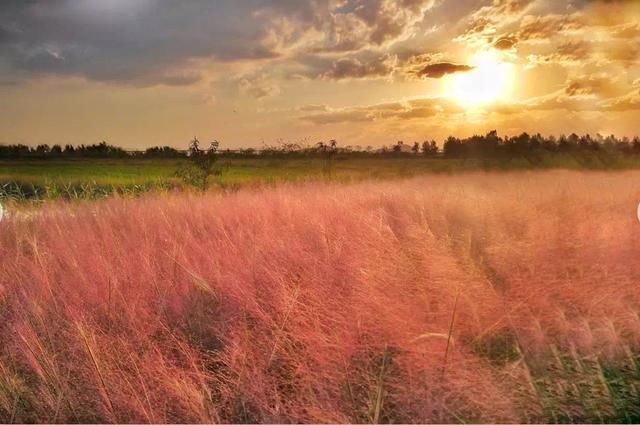 在抖音爆火的“最美花海”，仅仅三天就遭受灭顶之灾……
