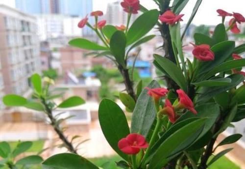 『盆栽』喜欢赏花就选虎刺梅,在家既能盆栽又可地栽,四季花开不停歇