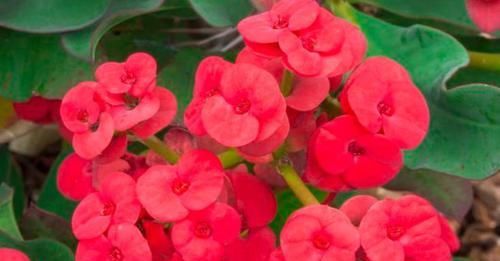「适合」适合家养的5种花卉,花大色艳,花期长,花量繁多,非常美