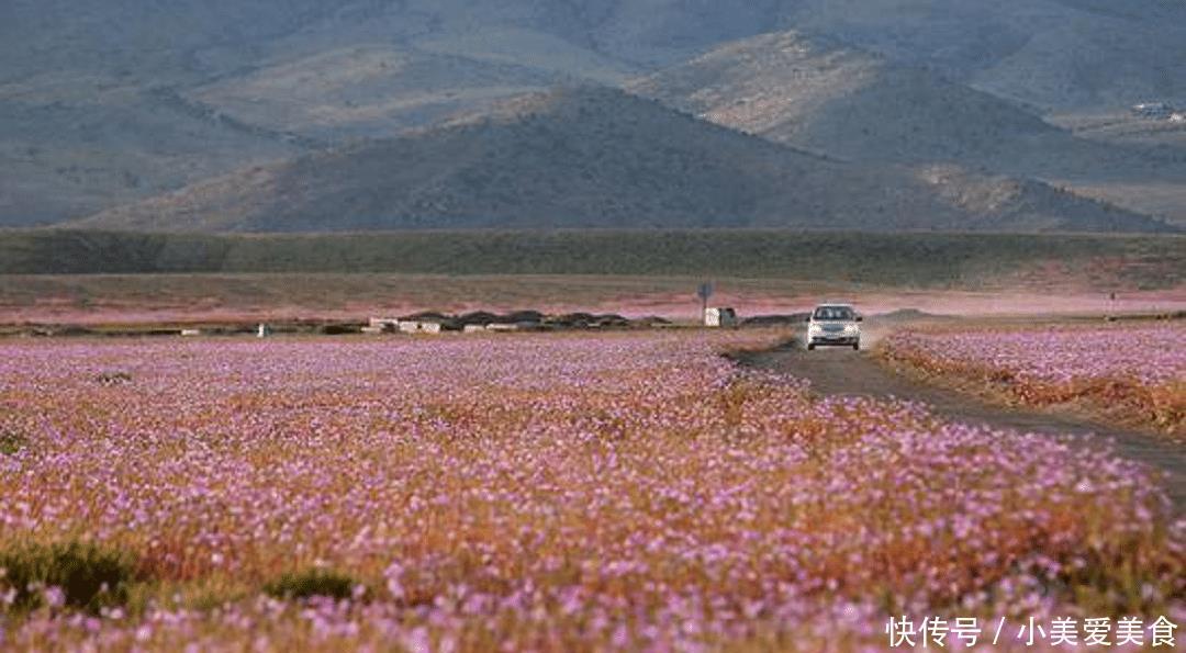 91年未曾下雨的沙漠，一夜之间竟然开出漫天鲜花，预示着什么？