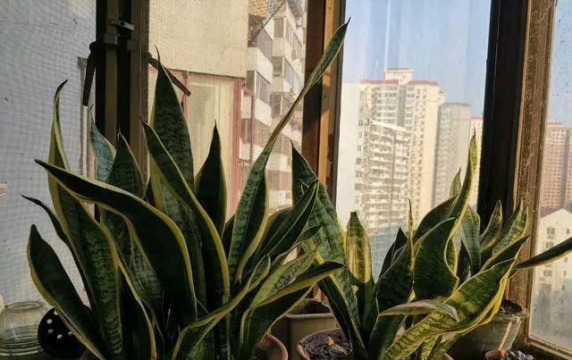  『恢复』虎皮兰烂根?不用怕,伤口擦点“灰”,立马恢复生机