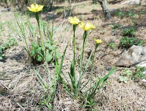  『种植物』1种“鸦葱”奇特，黄色的花朵像“菊花”，别忽视它，100元1斤
