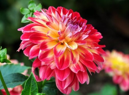 「名流千秋」5款艳丽的菊花,全年开花不断,花姿卓越,开花勤还爱爆盆,超美