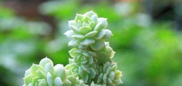  「生根」多肉叶插老不活?快给它翻个,一侧躺就生根!