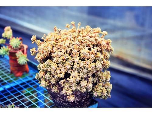  迷人眼：这5款花，养在家中幽香四溢，花色妖艳妩媚，花朵烂漫迷人眼