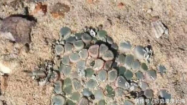 非洲大陆满地“碧玉”，导游却警告：别犯浑，不要去碰！