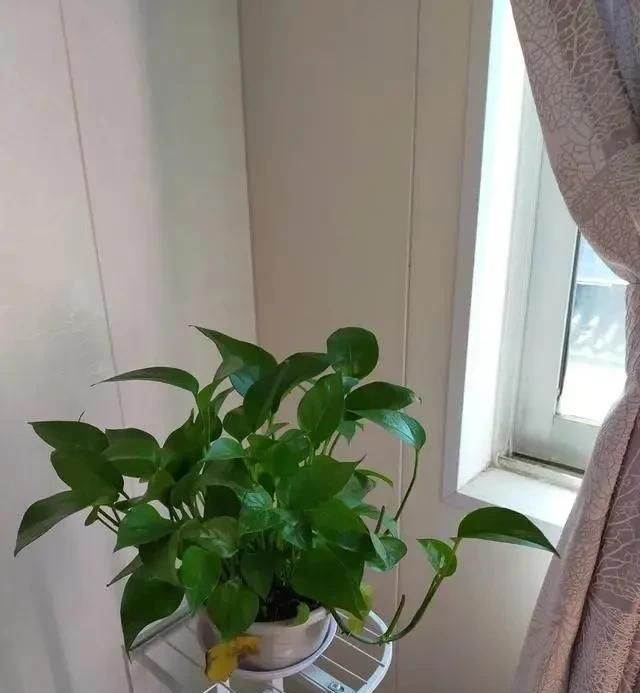 绿油油■养绿萝,注意4细节,随便养都爆盆,枝繁叶茂长成“绿瀑布”!
