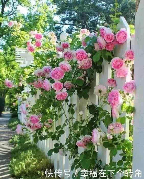  「快乐」篱笆小院住在乡村的快乐，你想体验吗！