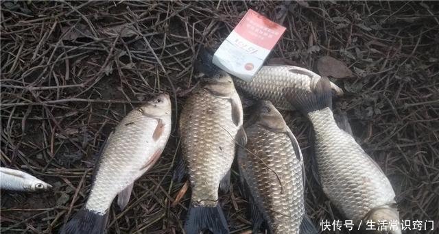 下杆:很多人都知道“钓鱼要钓草”,却不知还有下半句,这才是关键所在