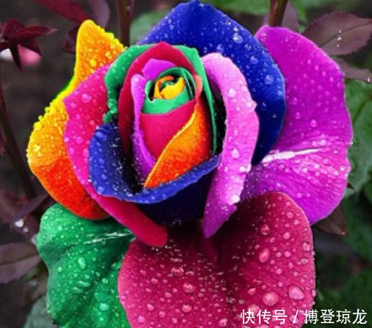 拥有:这几种类型的玫瑰花,你应该拥有