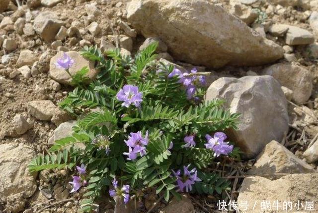  『种植物』河边的1种野草，和岩黄连一样矮，被称为“米口袋”，营养价值高