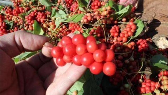  【果实】靠风吹就能授粉，果实酷似葡萄，农民种植拿它泡水喝