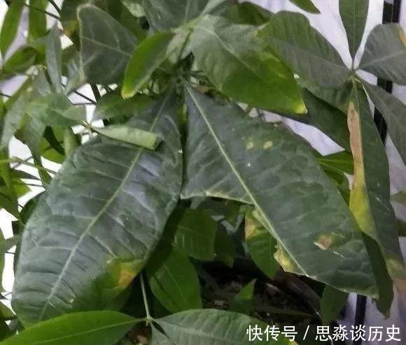 『发财树』10米长的绿萝,阳台放不下了,看看他是怎么养的吧