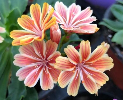 #大气#这5款花卉淡雅婉约，花大色艳花期长，美观又大气，开花就成花海