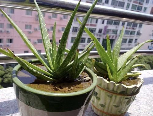 护眼■经常看手机、电脑,不妨养3种“护眼植物”,叶片翠绿、养眼!